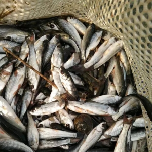 ���՘�(bi��o)��q0.5Ԫ/��D���~�r��(w��n)���н�����2018��12��14���Z�N���^�r