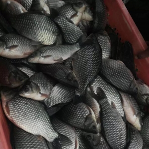 ���ź������R����h�a�~�r(ji��)��F(xi��n)�ϝqڅ��(sh��)