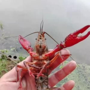 ���������^�m�ϝq���󲿷ֵ؅^�ٝq2Ԫ/�����2019��1��7��С���r���^�r��