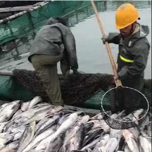 �K�����Fɽ���f��܊���~�␺������������B(y��ng)��ʹʧ10���f