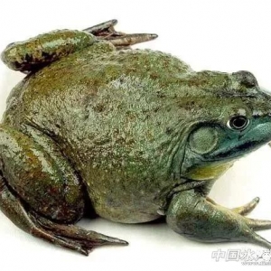 �V�|ţ�ܽ��B(y��ng)����M(j��n)�뵹Ӌ(j��)�r(sh��)��