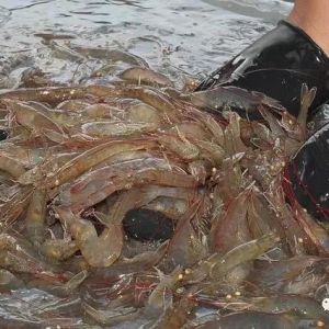 2019�ꌦ�r���^������^�m���r�r���ݘ��^��