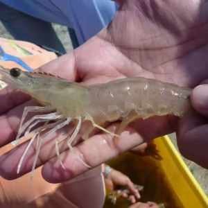 ��϶ࠖ���ڰ��r���Ǻ��󲶓ƮaƷ��ȫ����ه�˹��Bֳ��