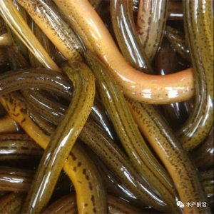 �@�������ɈD��Ʒ�N��������·����ӯ�����E�[�ǡ���