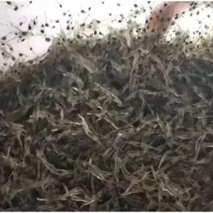 �d�N���L��1600�f���ղ��؁��ˡ���