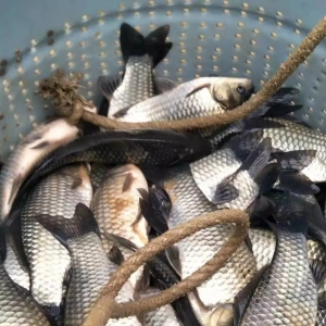 �a�~������q�������a�^�a�~һ�������r