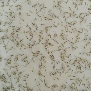 �~(y��)��Ҏ(gu��)��֪���٣�����������α棿