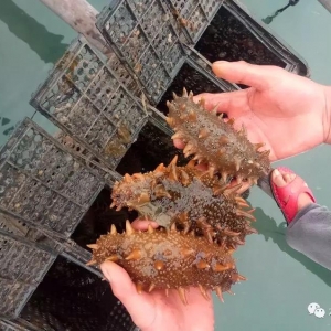 �ɺ�����ߝq1000Ԫ/������}�⯂����