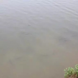 Ͷ��߷��ڣ�������?q��)����l(f��)�����������¹���