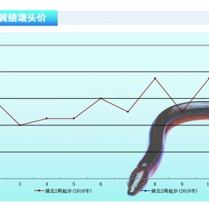 �S�X���r���ȵ���q�����w����������ˮ�aǰ�ء�2019��2�¿��Ј�څ��