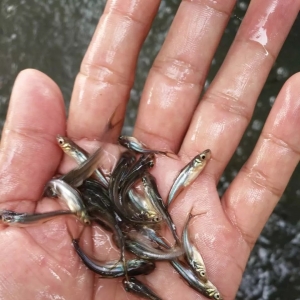 �Ї���ɳ�~��Ҏģ�Bֳ����Ļ�������_