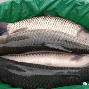 ����ٝq0.5Ԫ�����~���鏊�ݻ�ů