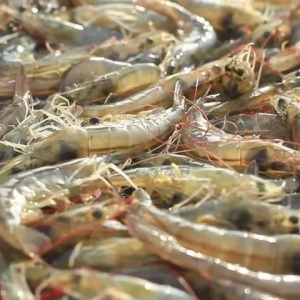 ȫ���r�r���С��韩�����r�r���P���جF����