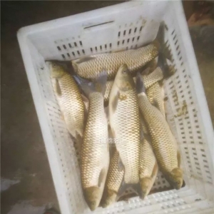 �B(y��ng)ֳ���~�r���� �����B(y��ng)ֳ������