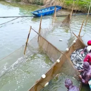 �\(ch��ng)һ��ɳ�B(y��ng)ֳ���أ��Ԅ�(d��ng)���߮a(ch��n)�B(y��ng)ֳ������