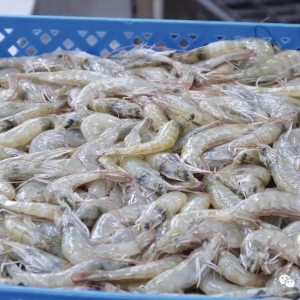 ���r�q�r���R�ʲ������l���Ȱ��r���q