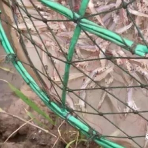 ���N10�|β��SIS�߿��N�r����ô�ͻ��ˣ���