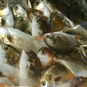 ���K�~һ���ٍ9-10Ԫ���Bֳ��Ҋ�C���~������