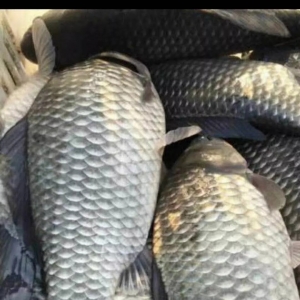 �A���a�~��ͻ��8.5Ԫ�������~����