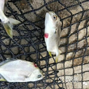 ���K�~����ٝq0.5Ԫ�������������^ȥ