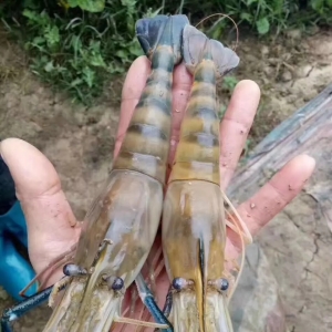 60Ԫ/���Ҏ���_�r���Ј�׷��