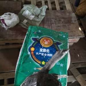 ���~�B(y��ng)ֳ������M(j��n)��o���r(sh��)��