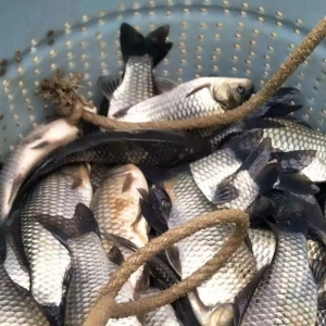 ���q2.2Ԫ/���������؅^Ҳ�����ϝq��