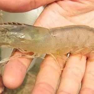 ���r����տ���������cͻ��