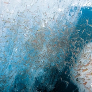 Andreas��������ϳɱ��������BֳЧ��