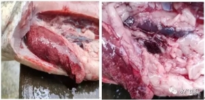 �ϝq0.9Ԫ/��V�|���~ӭ����һ݆�q�r��