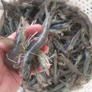 ���r�r���t�t���q��40�l���25Ԫ/�