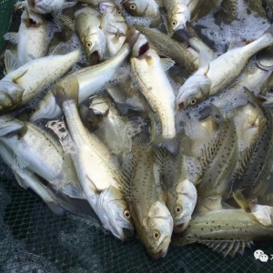 ���7.7Ԫ/����|���Ƴɱ���