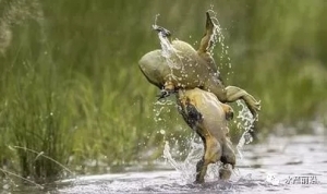 �����^ɽ܇���B��2Ԫ/��֮����ţ���ֻ؝q