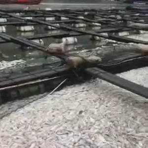 ���c���󱩰l���Bֳ���pʧ1000���f����ô�k��