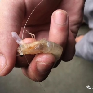 �������족��(l��i)�u��׌�_�r�B(y��ng)ֳ���^ʹ�ġ����ǡ�������ԓ��η��Σ�