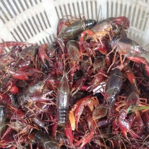 �ߜ�С���r�yץ���r�����q��