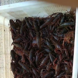 С���rһ�ܬF7�B�q����؝q����10Ԫ/�