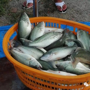 ͬ��ȥ���6Ԫ/������|��ش��~�漱