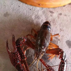 ȱ؛��С���r�����ͻ��40Ԫ/��