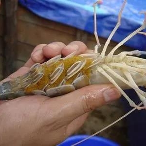 �������|�_���r��ļ��g���������g���Q�ęC������