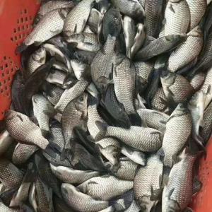 �V�|�a�~���^�rֱ��10Ԫ���P��δ������ͻ��13Ԫ/�