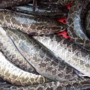 ���~�r���~��ӹ���δ�팢��ǰ;�o����