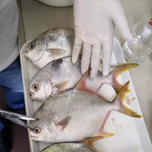 ��(d��ng)�ģ����K�~(y��)���؏�(f��)�_���~(y��)��������