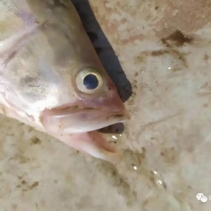 �����x���߰l�Z�~�]�ڲ��ԣ��������y���Z�~��ǰ������