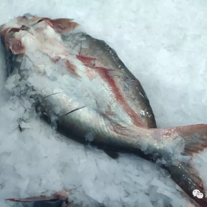 �����{�飺Խ�ϰ�ɳ�~����(w��n)�����������°���������{��