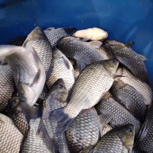 �a�~ȫ�汩������ص����_��1.5Ԫ/��