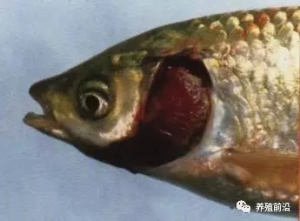 ˮ�a�Bֳ�����A����С�İ�¶���ɡ���¶�١�