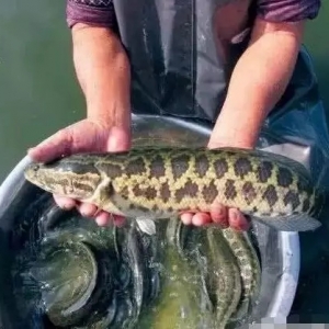 �ѹ��������~���鷀���ϝq�����п�����