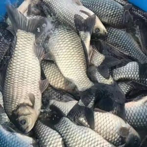 �~�r�٬F����������a�~���1.5Ԫ