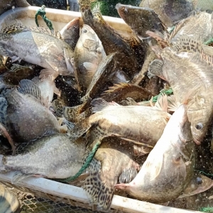 ���K�����Z�~������������ͨ�̣���Ҫ�ֻ��Ԓ���